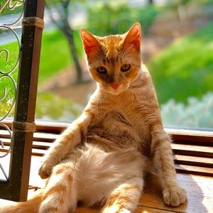 Meet your Posher, Joey